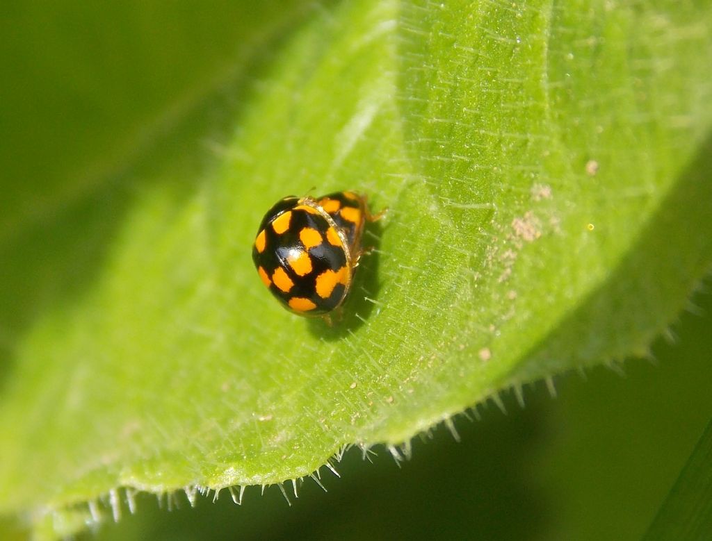 Coccinellidae da identifcare